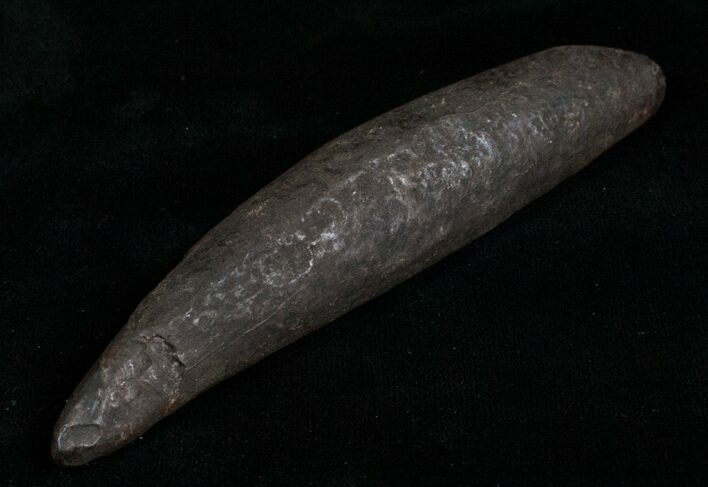 Fossil Sperm Whale Tooth - Georgia #4904
